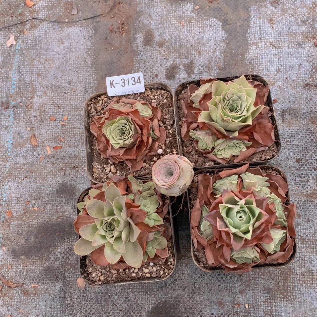 3134处理不售后5颗