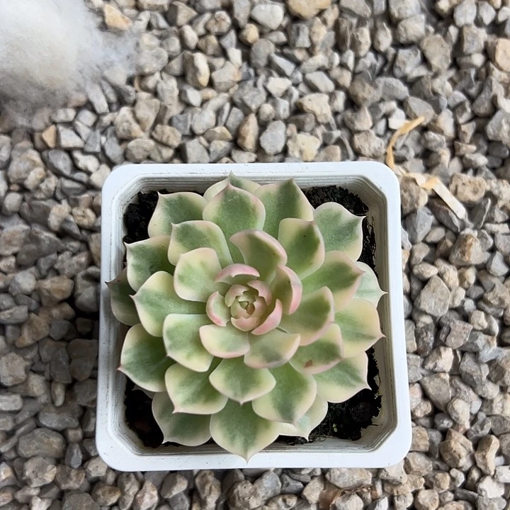 沙漠玫瑰锦单头多肉