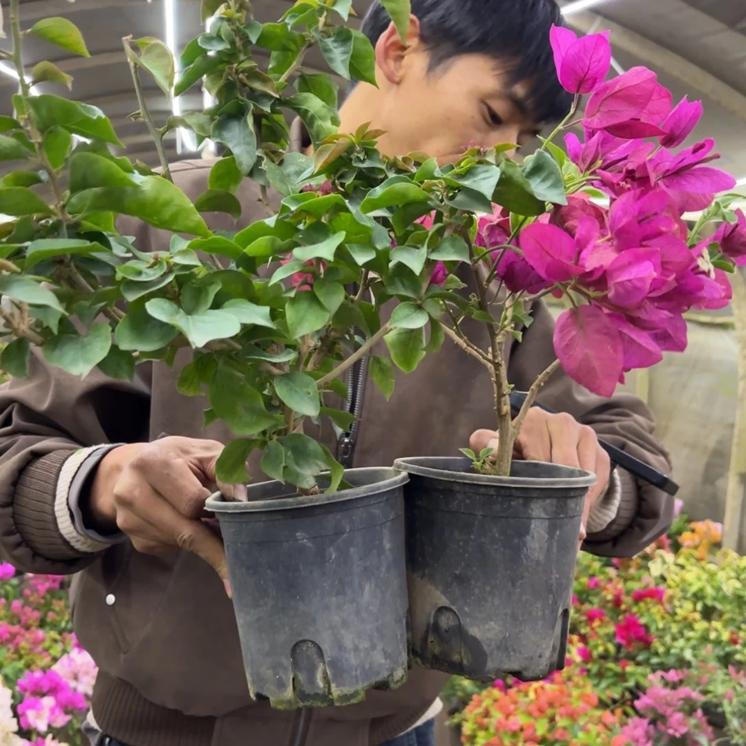 土***姐完全开放（太妃糖 天鹅）3987三角梅会掉花掉叶有大有小