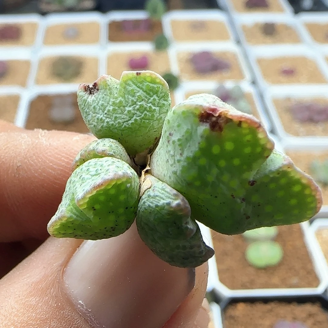 开播福利来啦44984