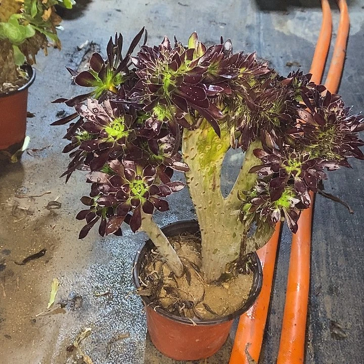 黑法缀多肉植物021