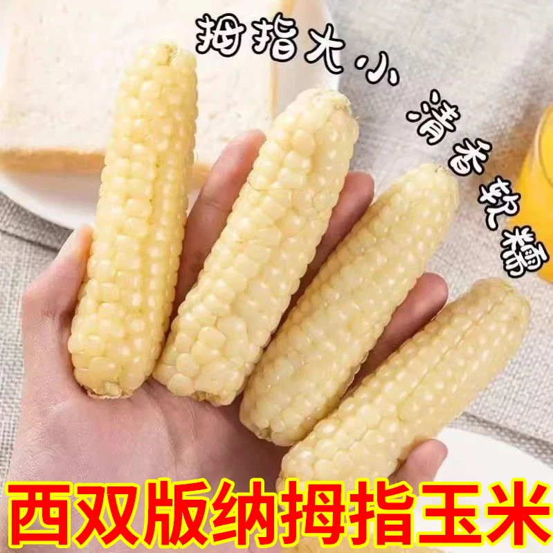 云南西双版纳拇指小玉米种拇指玉米种籽子孑牛奶手指种子大全玉米