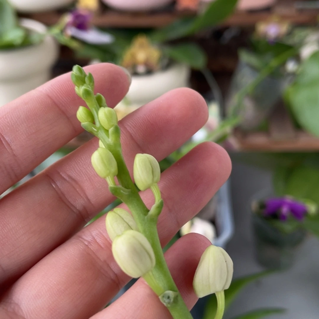 全部花苞2.5粉猫，花苞