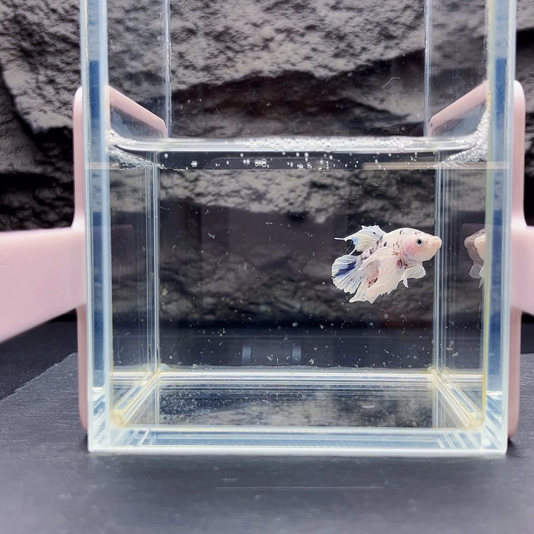 海水宙斯斗鱼竞拍09-12