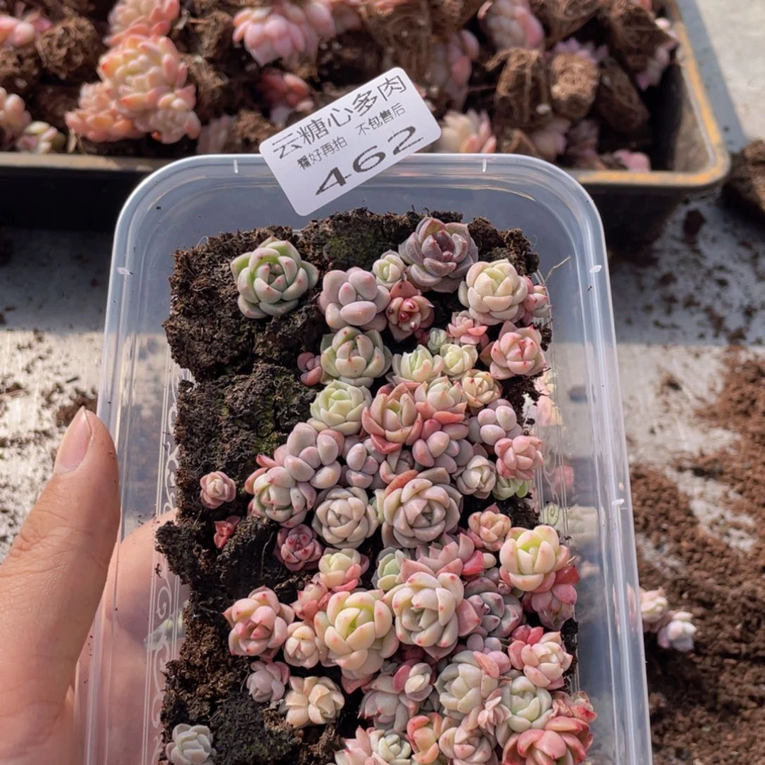 云糖心多肉植物462