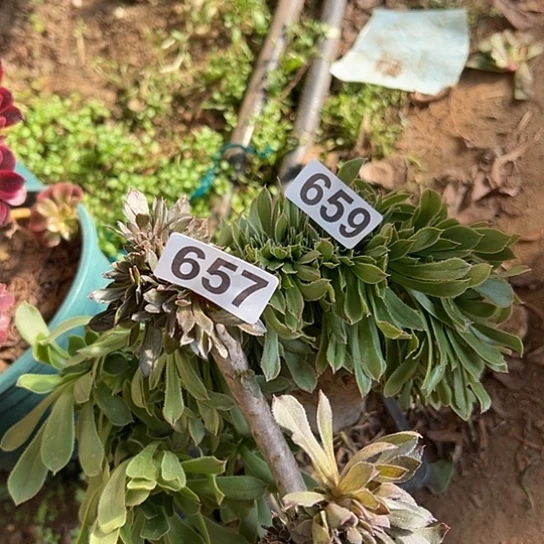 乐***生多肉植物两个659.657