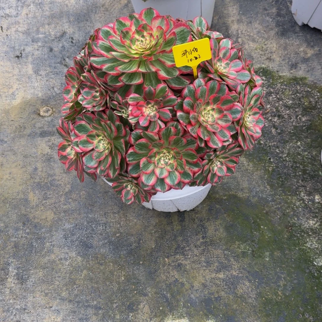 赤子心88888888888