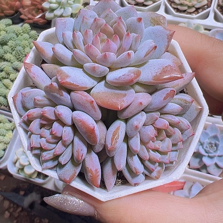 星星橙群生19包邮多肉