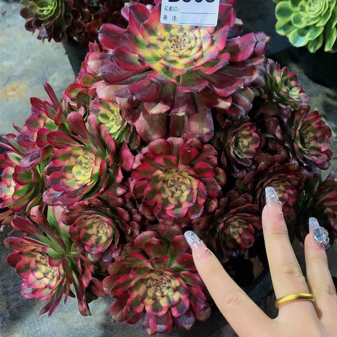 903多肉法师美亚