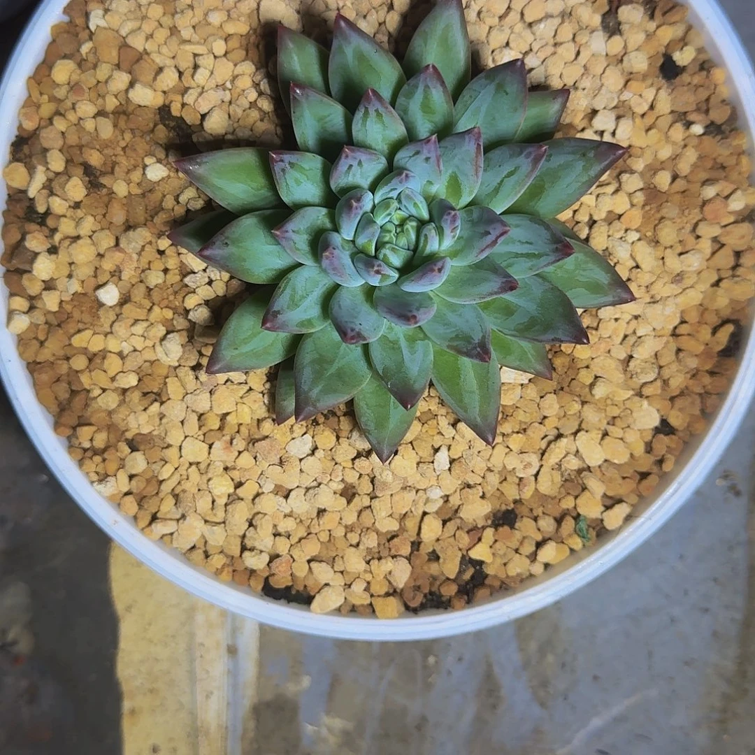 韦斯特曼 单头  一物一拍