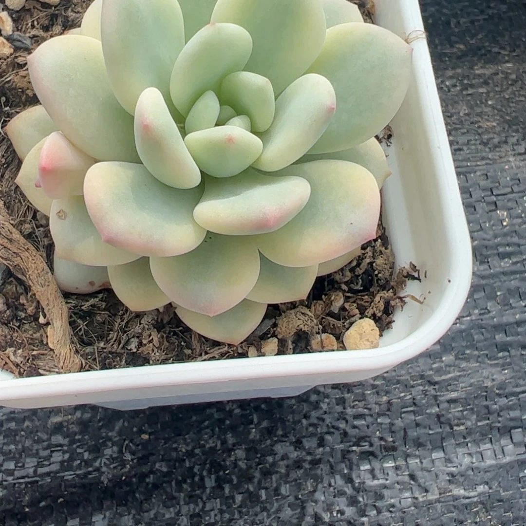 问*多肉植物多肉植物