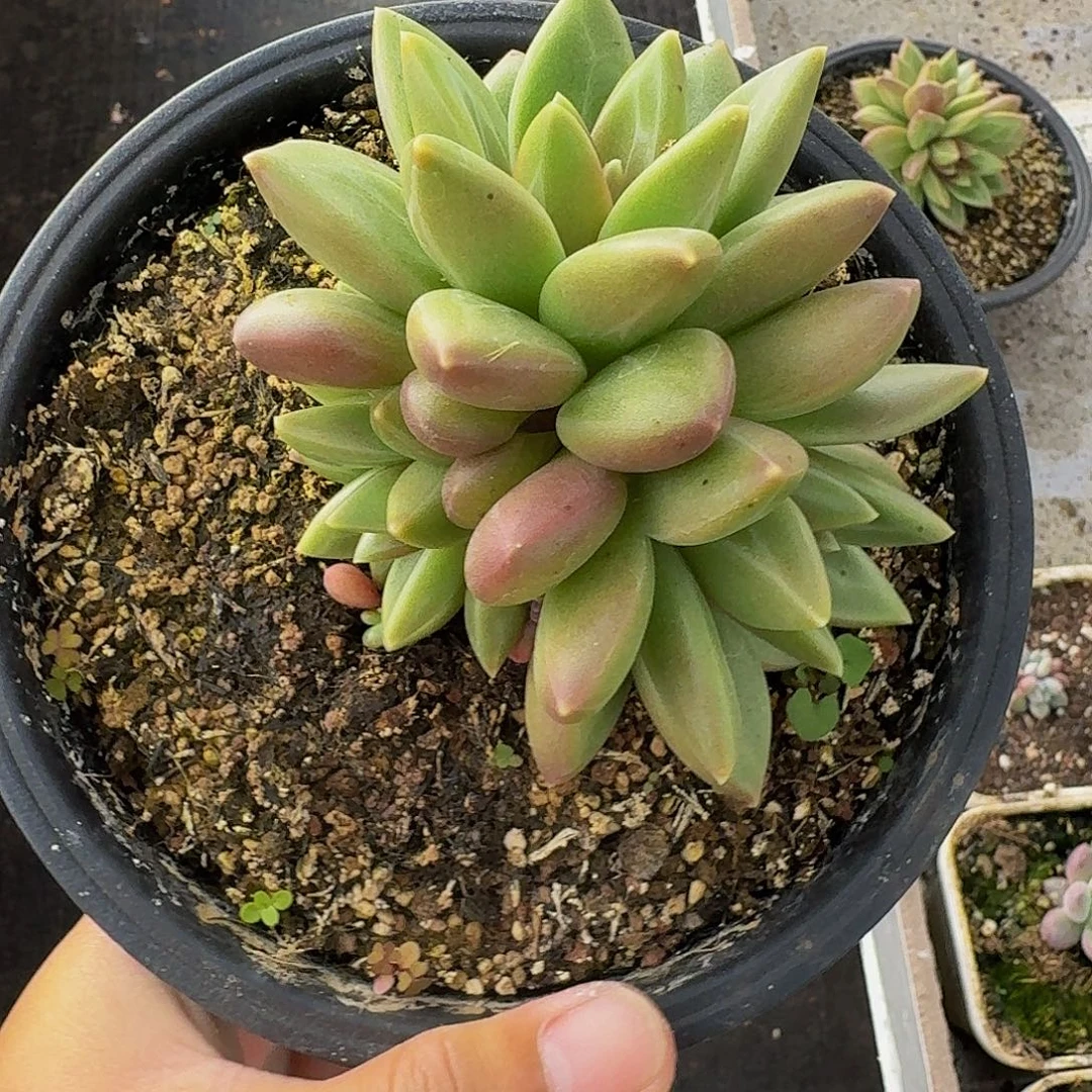 顺***水迷雾泡泡 一物一拍