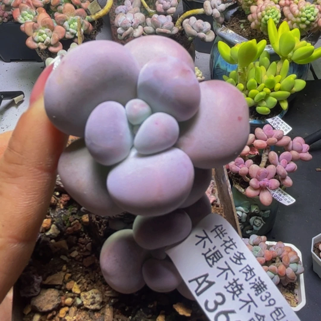 芭比奶酪363/5cm多肉