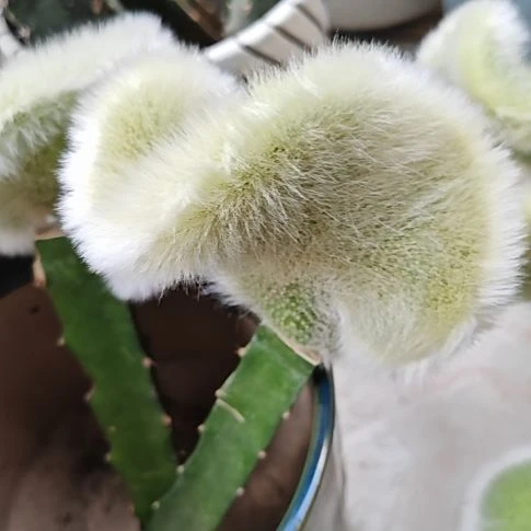 九尾狐缀化火龙果嫁接无根福28米