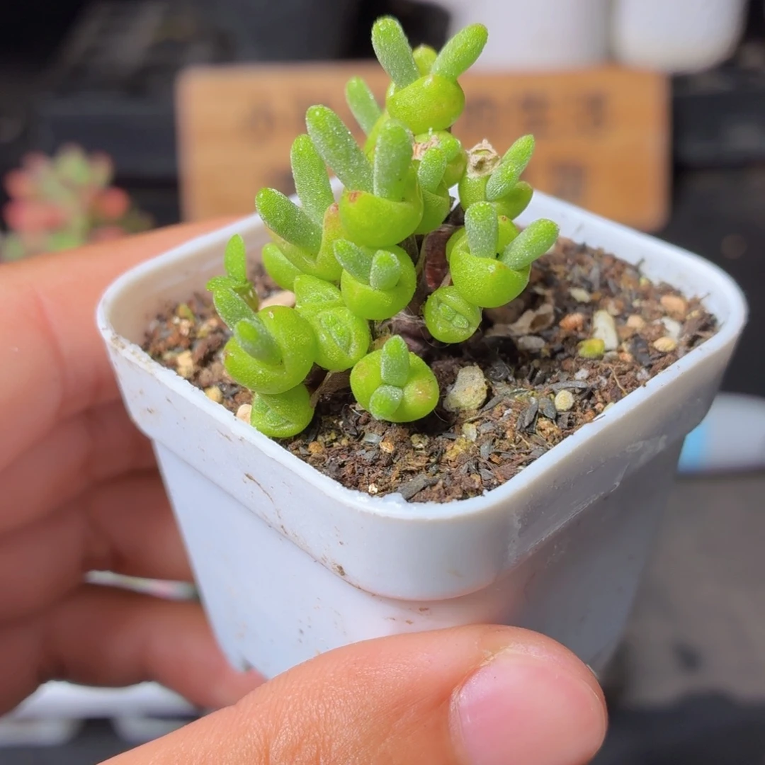 枝干兔子多肉9.9包邮发货