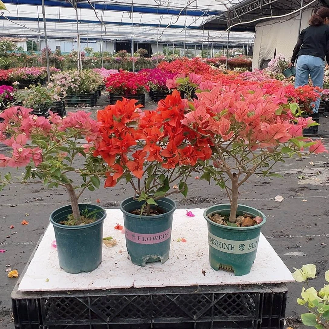 大部分花苞少量开放所罗门，红桑巴，酒红组合