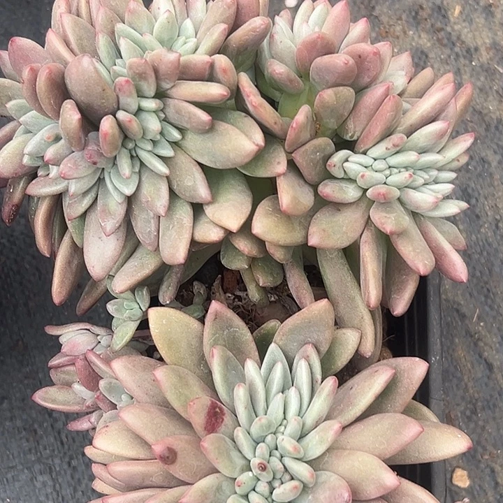 桃花源缀大群一物一拍