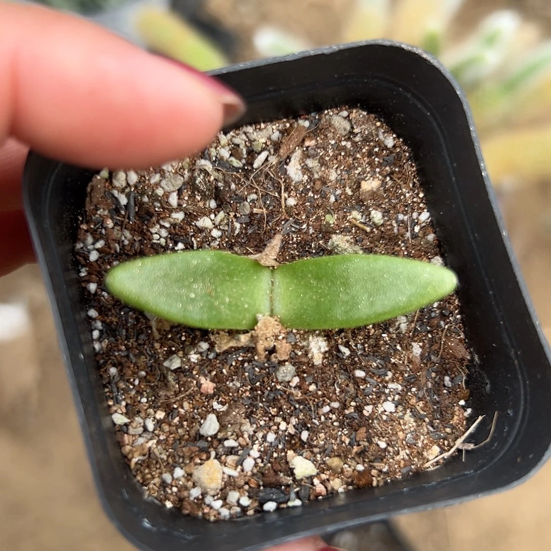 多肉植物多肉美人鱼