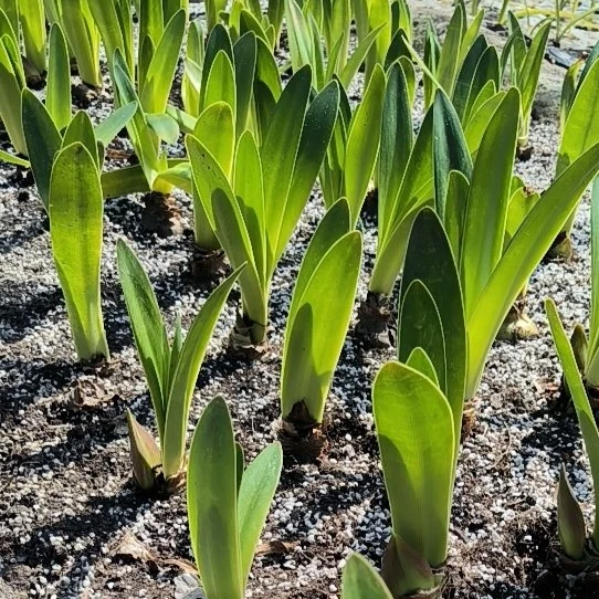 朱顶红杂交盲盒带花剑发货5-7厘米随机