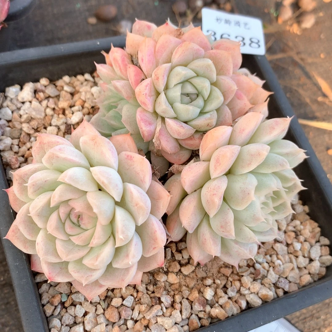 3638杂交多肉植物