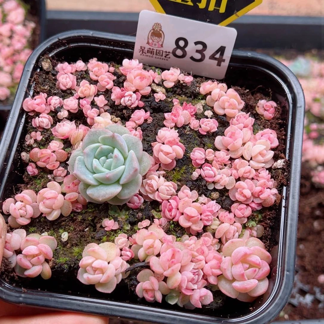 多肉植物多肉植物