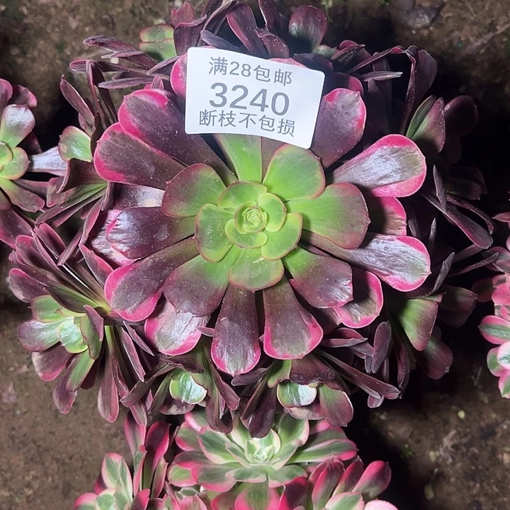 3240爱神多肉植物