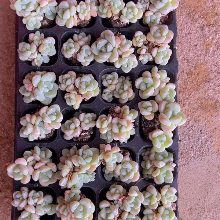 燕***子燕子姐定向多头冰玉！