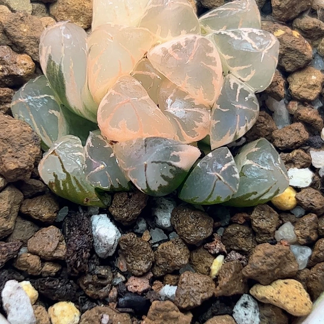 糊斑北极之光锦十二卷