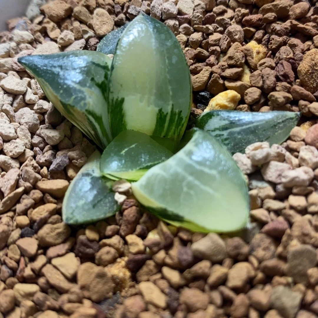 151龙喜锦一物一拍