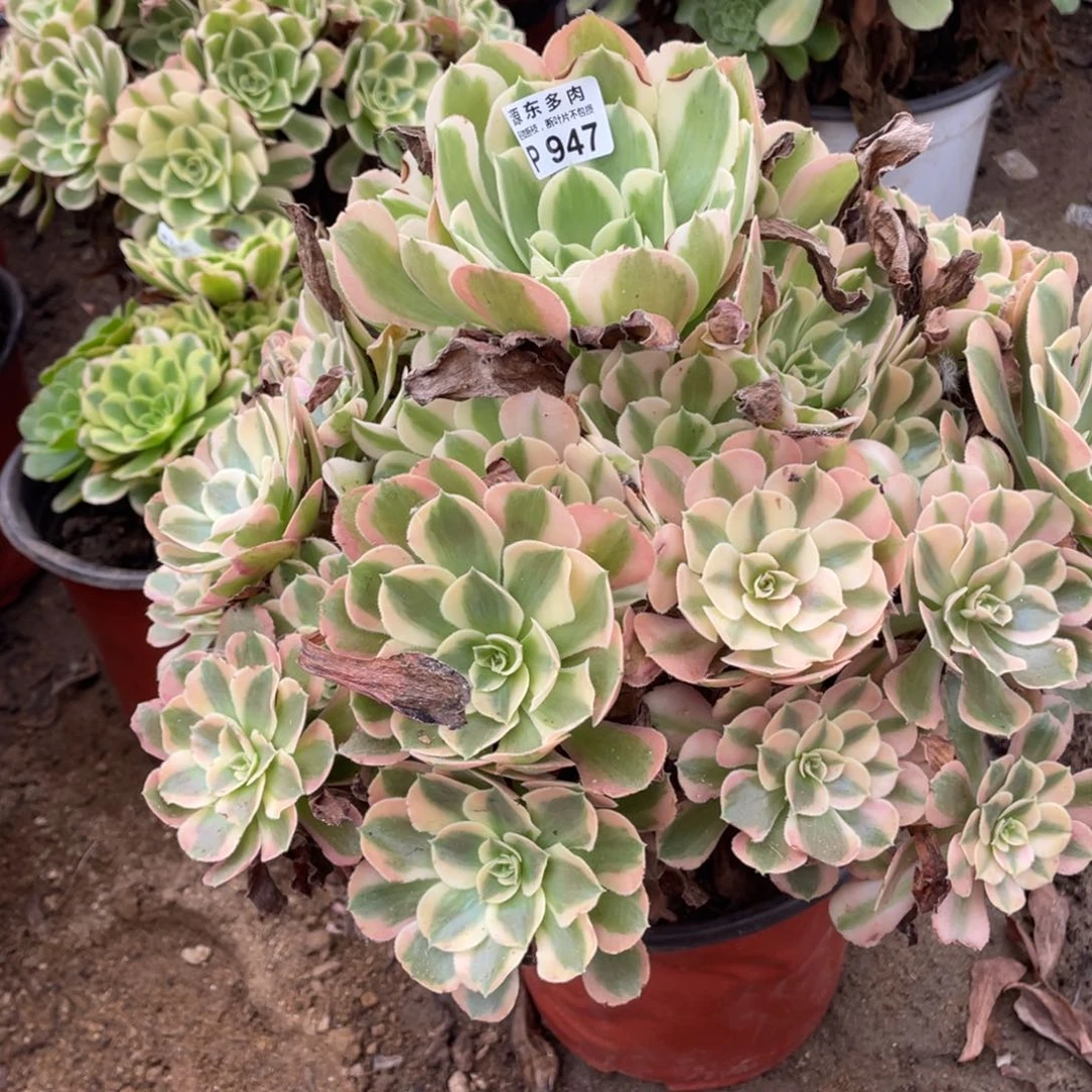 947初恋多肉法师断枝不包