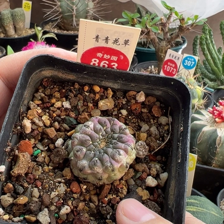 自根带崽紫丽丸一棵