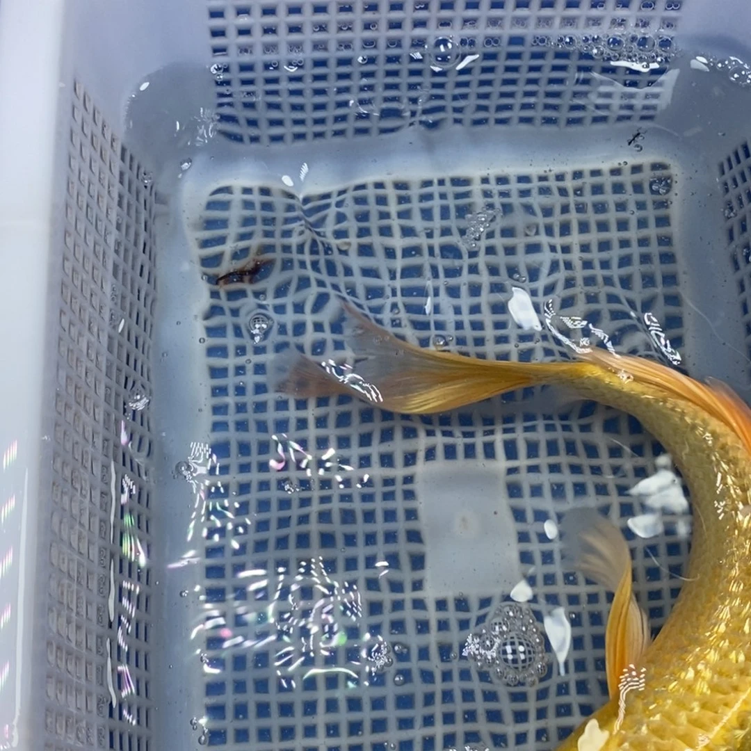 锦鲤冷水锦鲤包邮