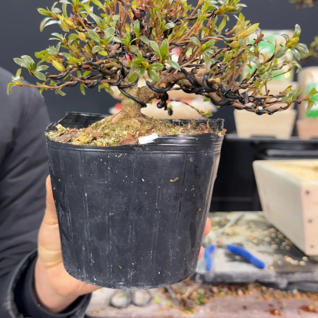 盆景浩**茶顺丰到付紫园碧空