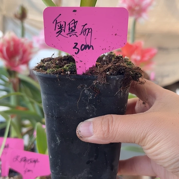 无花朵奥黛丽朱顶红直径3cm