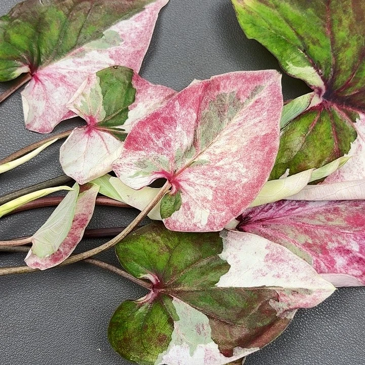 118-0623彩叶芋现货多肉