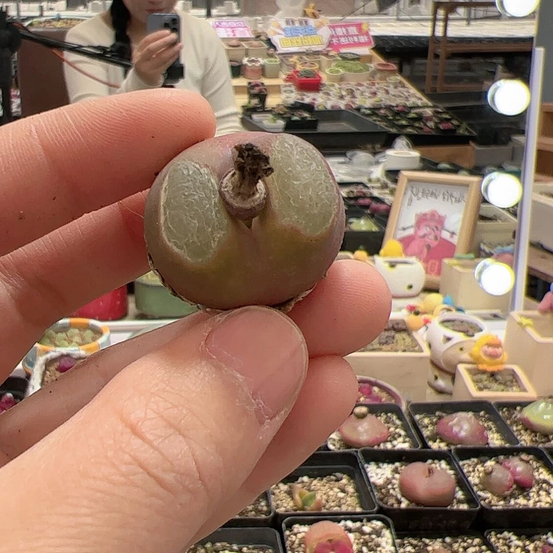 【闪购商品】2 毛毛