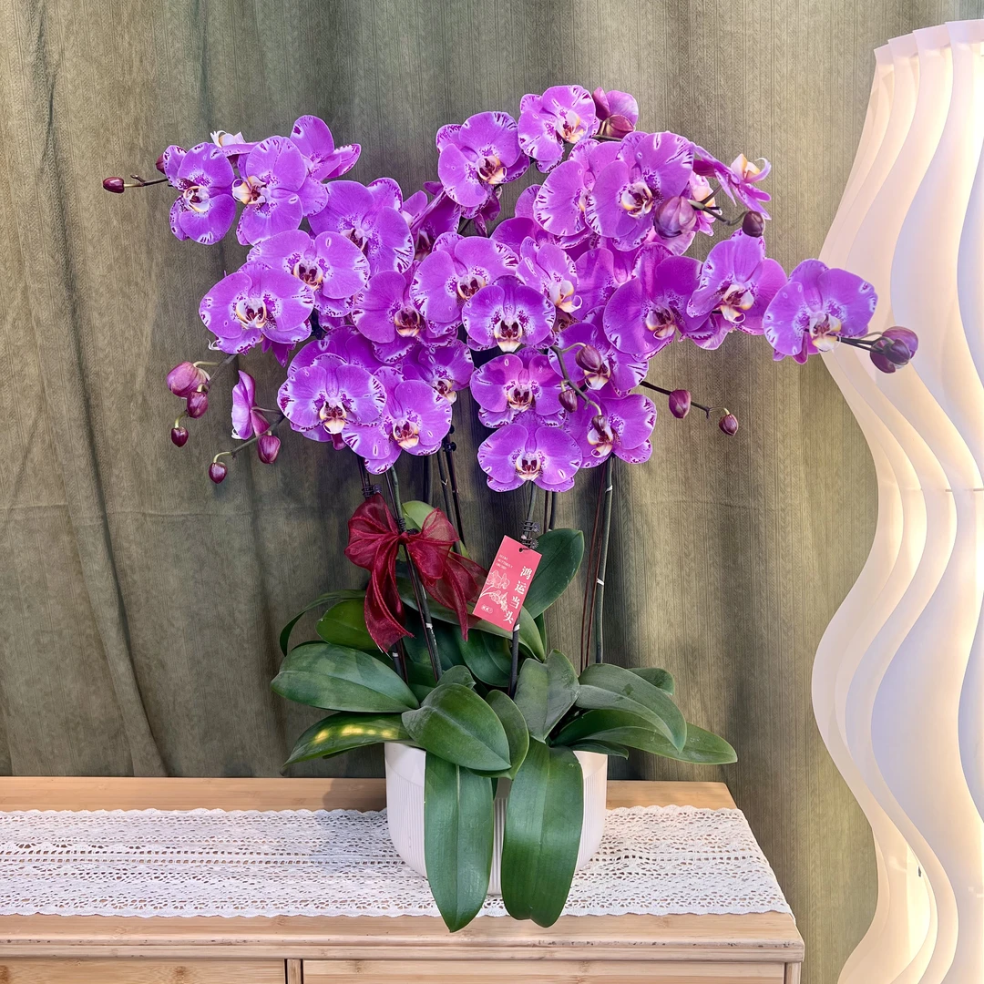 【藏宝图】蝴蝶兰 稀有紫粉色大花 年宵花 高端绿植花卉 送人送礼