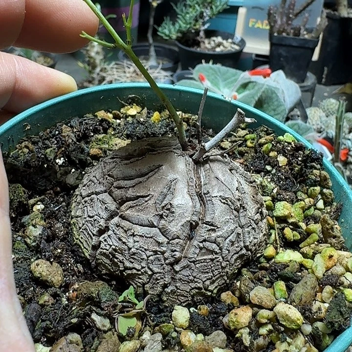 258象足龟甲龙带盆发货