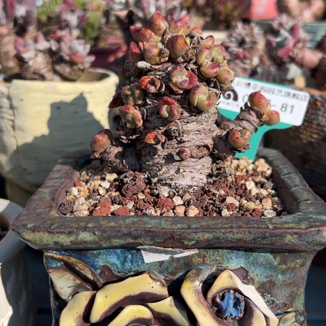 从前慢多肉精选编号0117.80