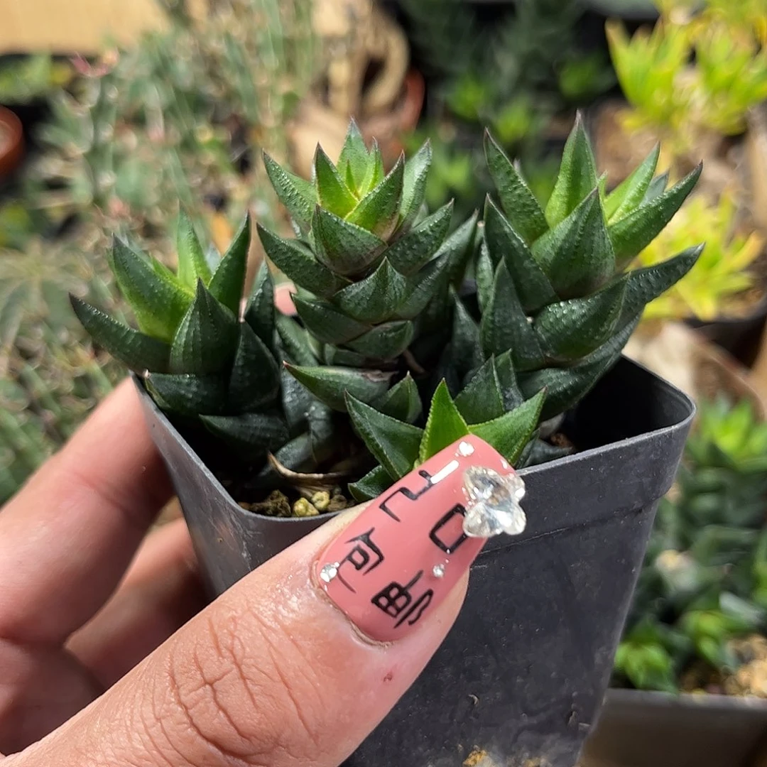 九轮台群生单头发货单头