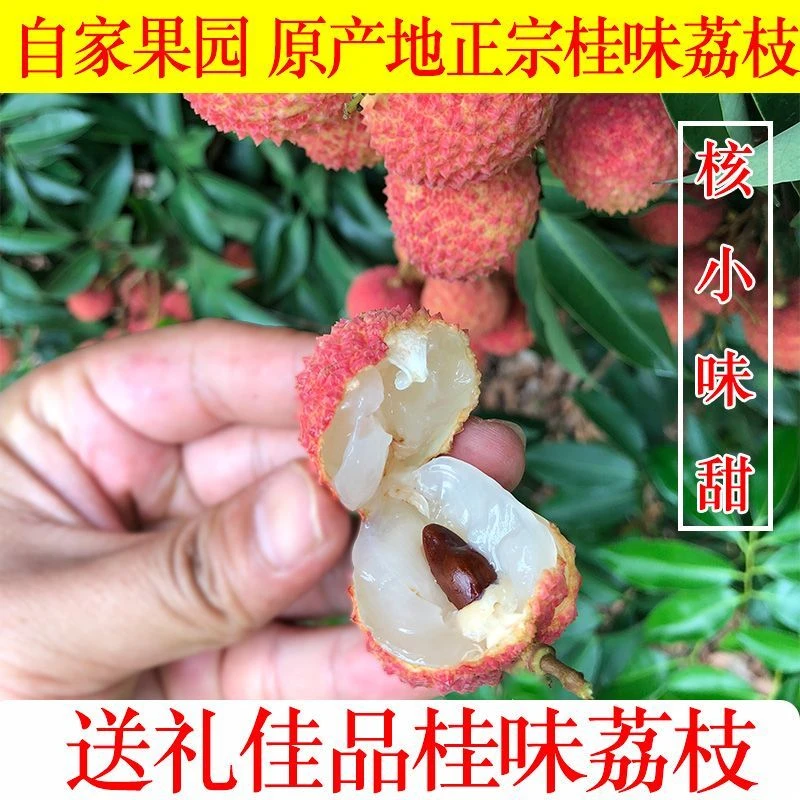 顺丰冷链现摘现发桂味荔枝新鲜当季水果核小肉厚