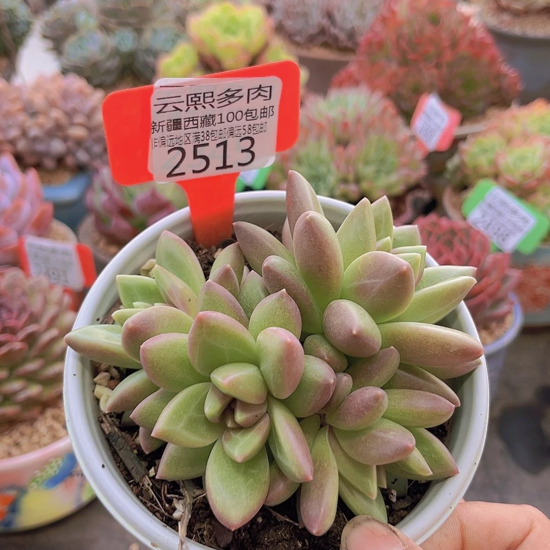 2513迷雾泡泡。