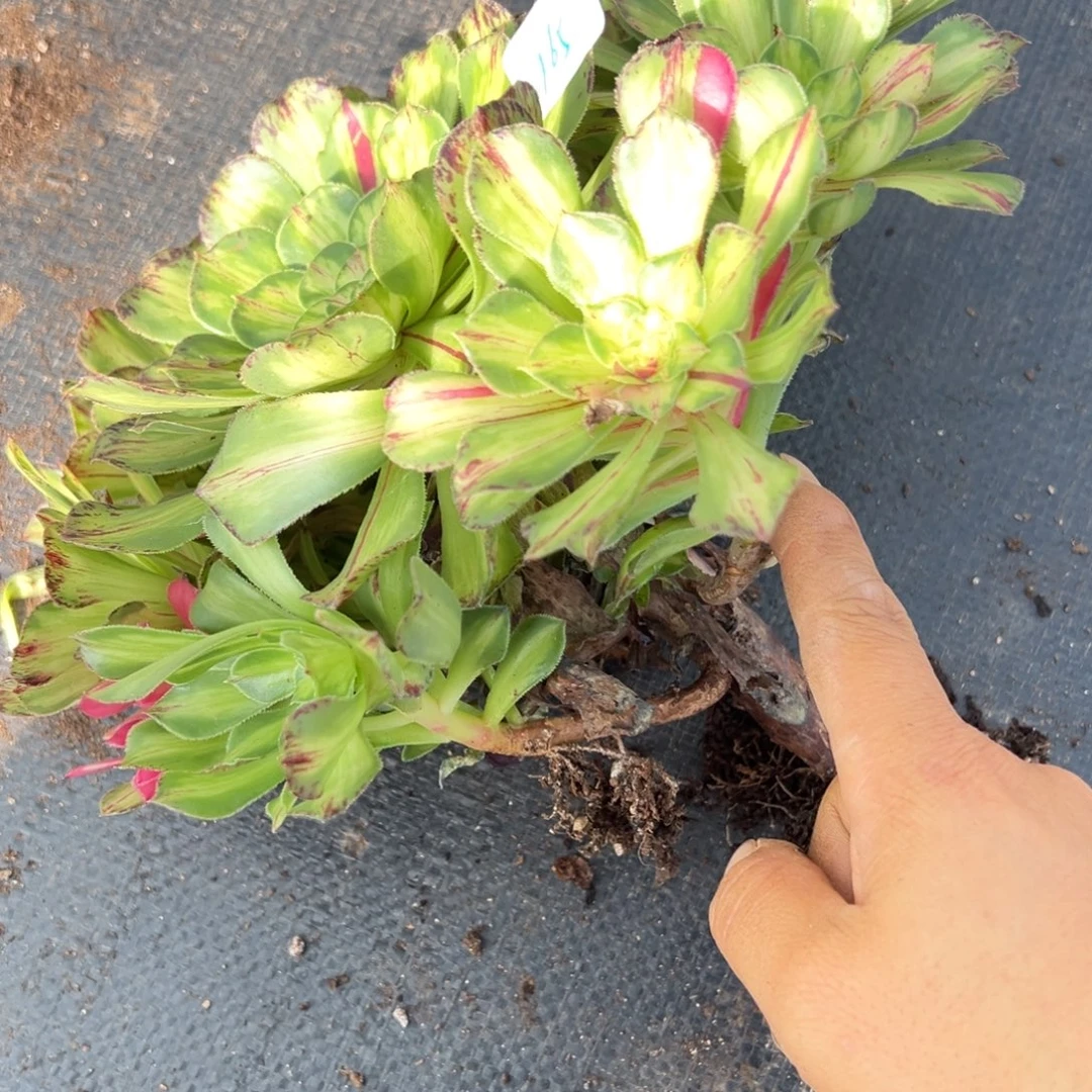 165知否多肉多肉多肉多肉