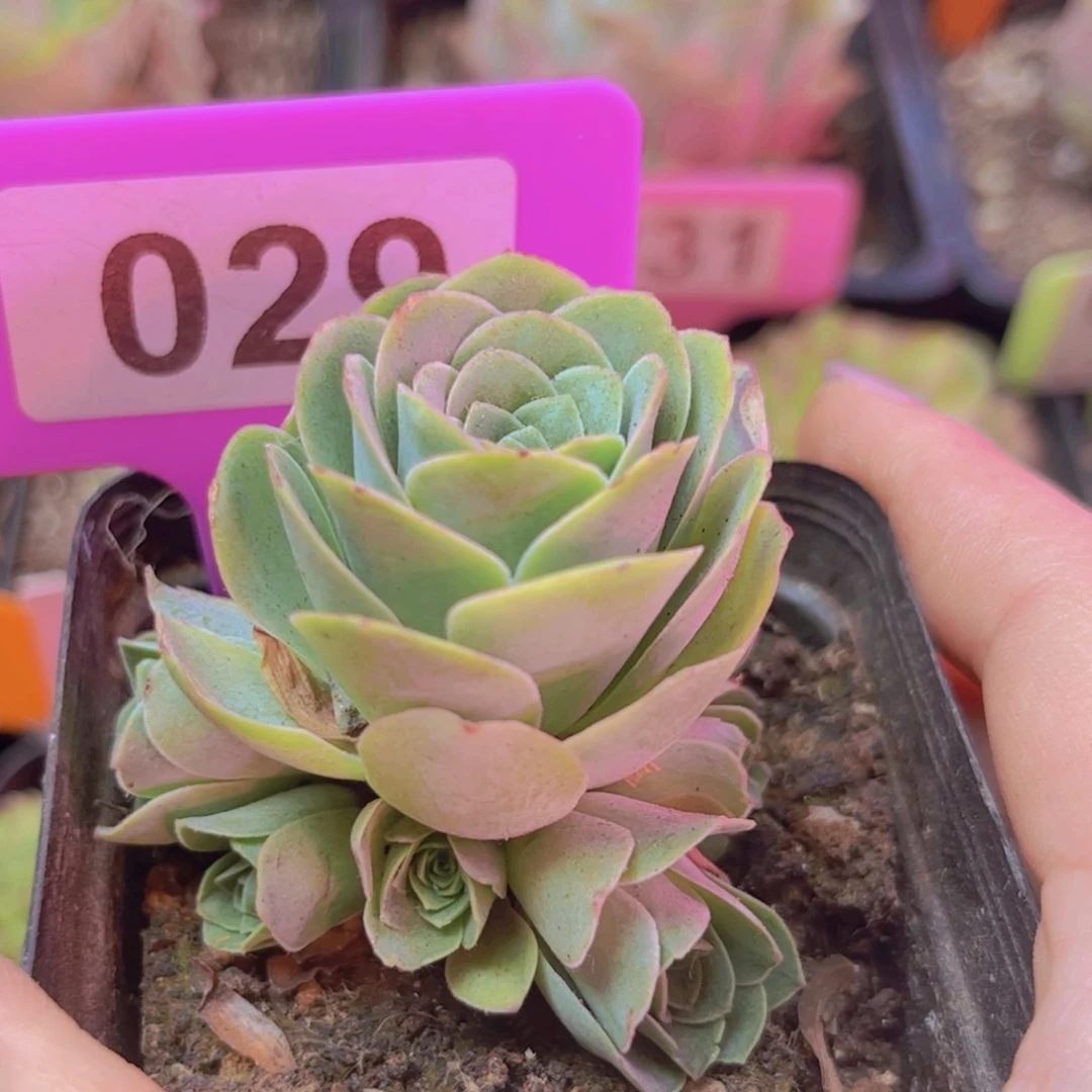 029山地玫瑰绿色