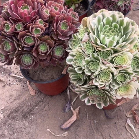 957多肉植物组合