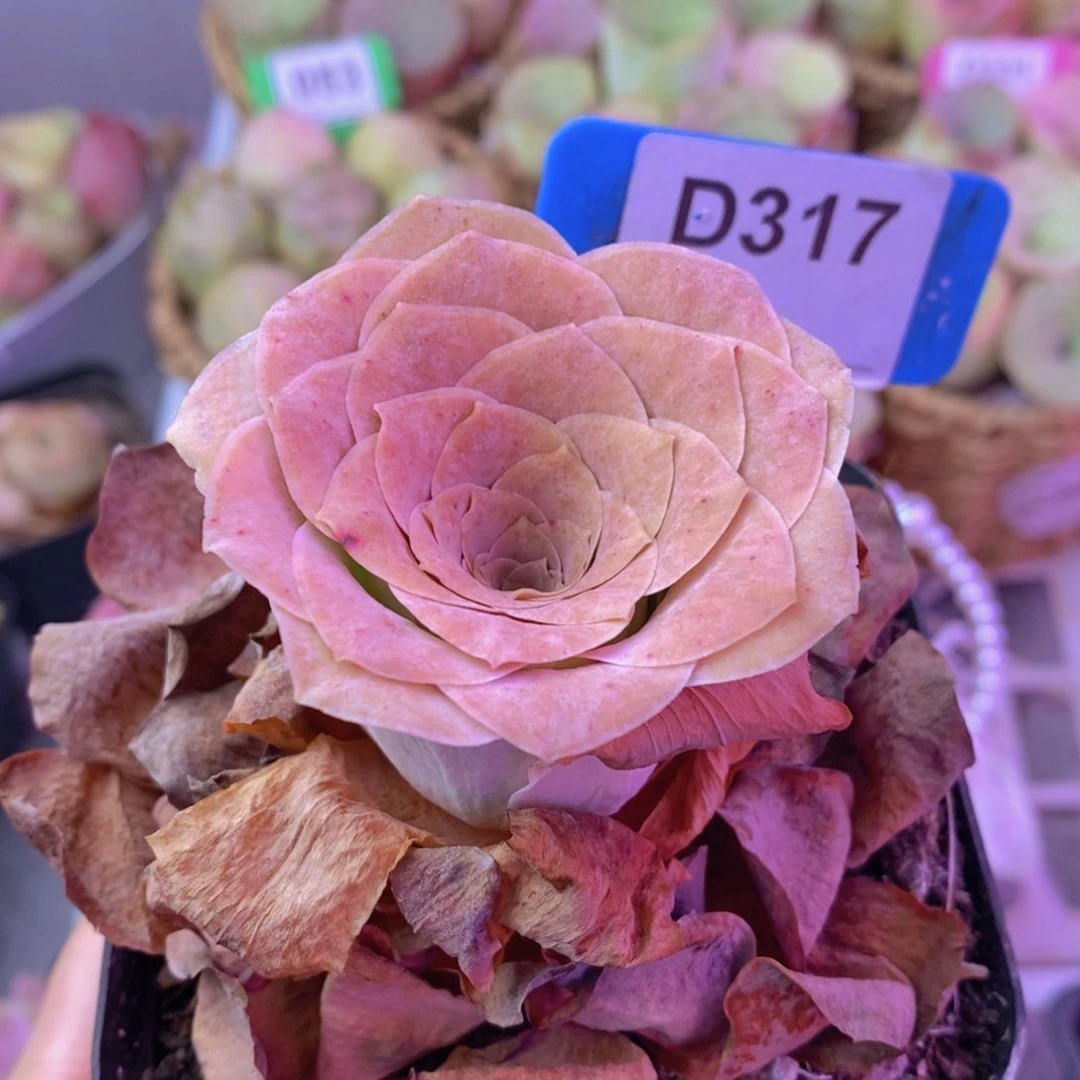 山地玫瑰一物一拍D317