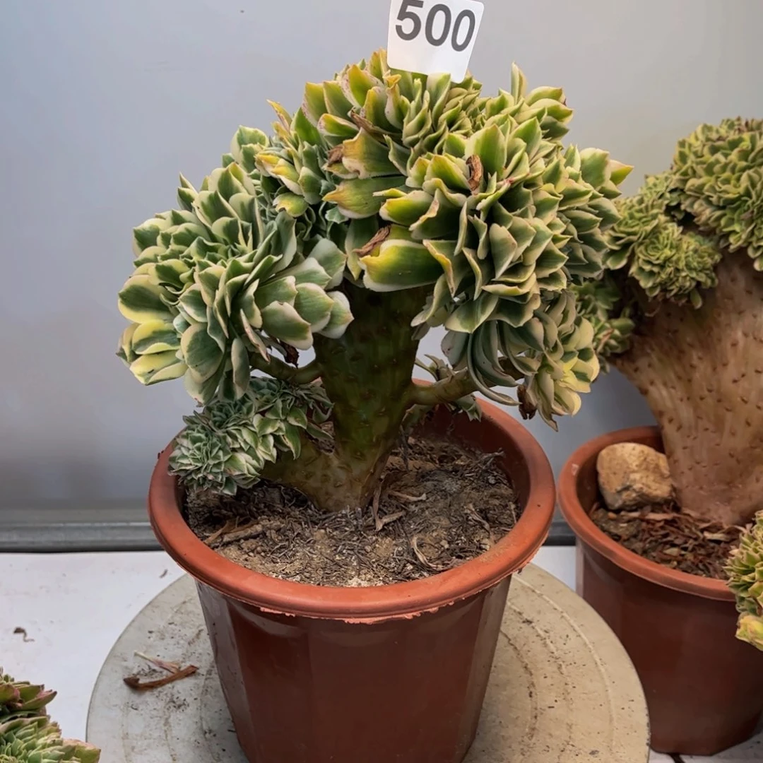 多肉植物迈巴赫缀500