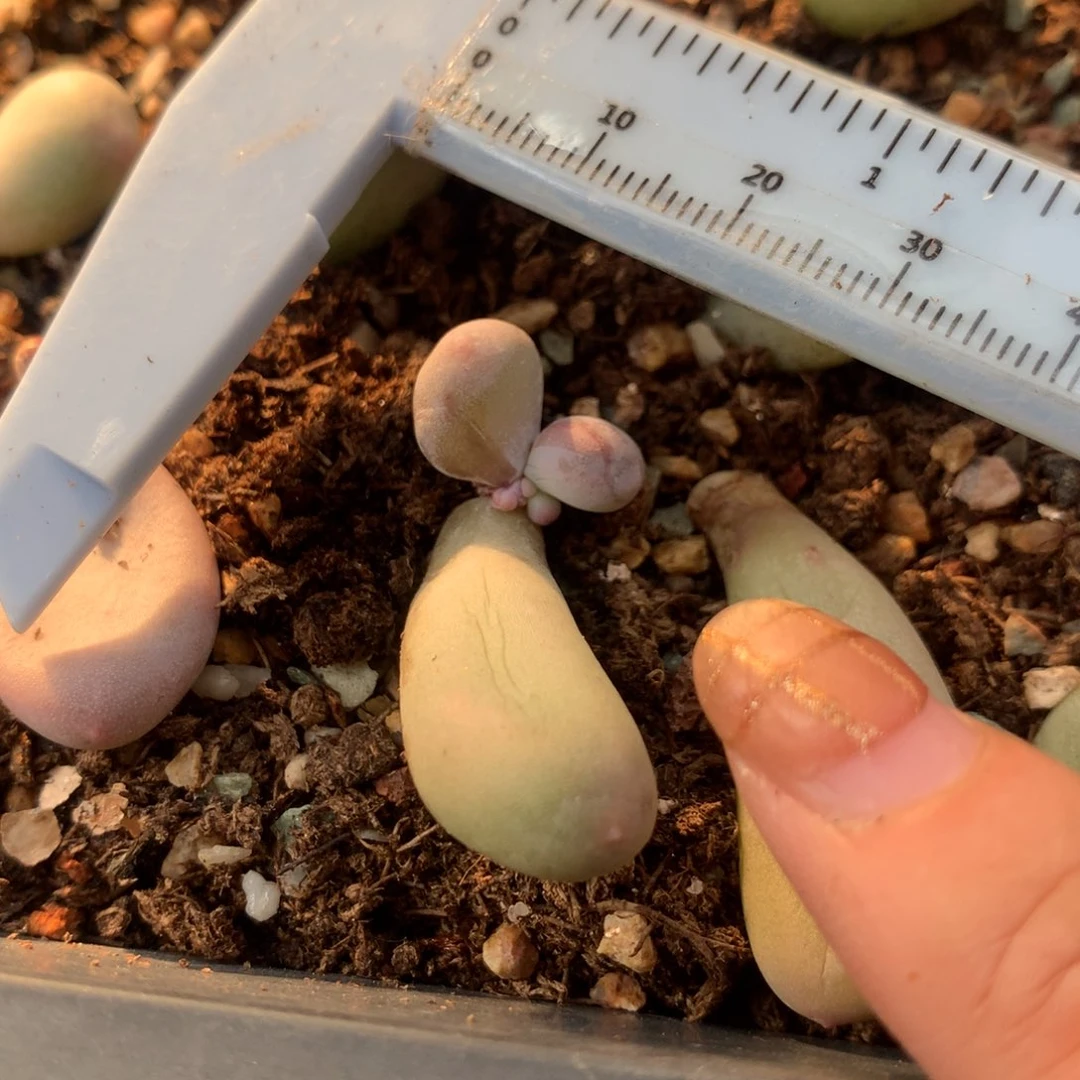 锦纹 不凑满28元发一片叶 不售后 到付 239