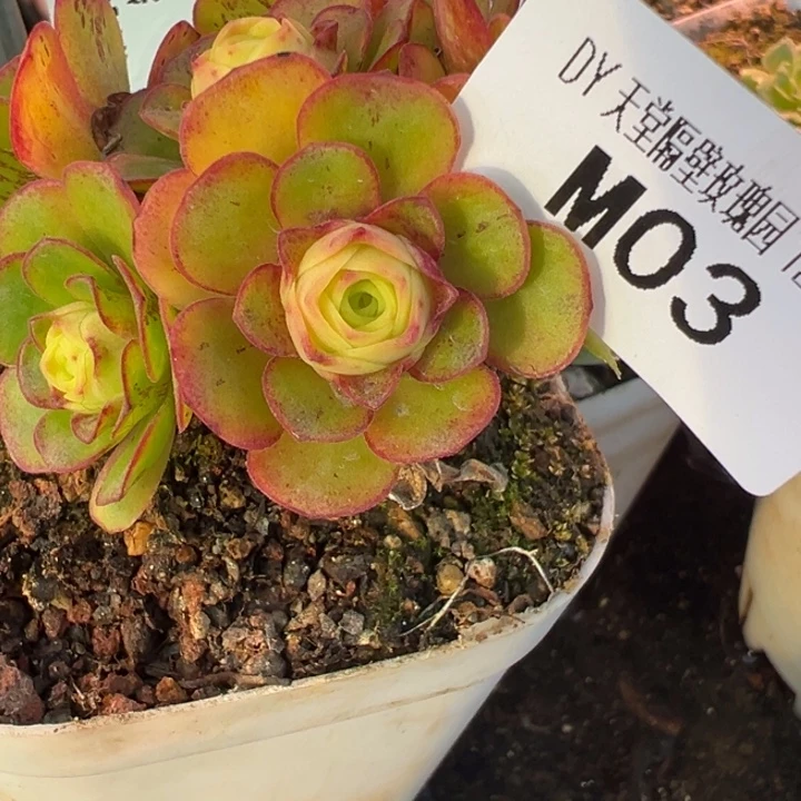 苗苗朱朱潘系白龙一代侧芽03