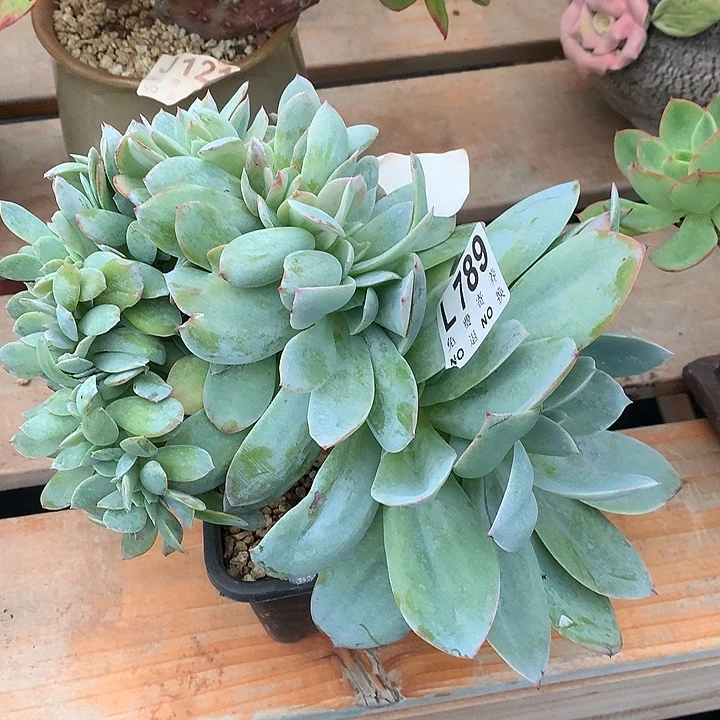 布鲁兰杂白凤缀化 多肉植物 9.28号发